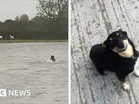 Шторм Бабет у Шотландії: мережу розчулило відео, на якому собака рятує овець, що застрягли внаслідок повені