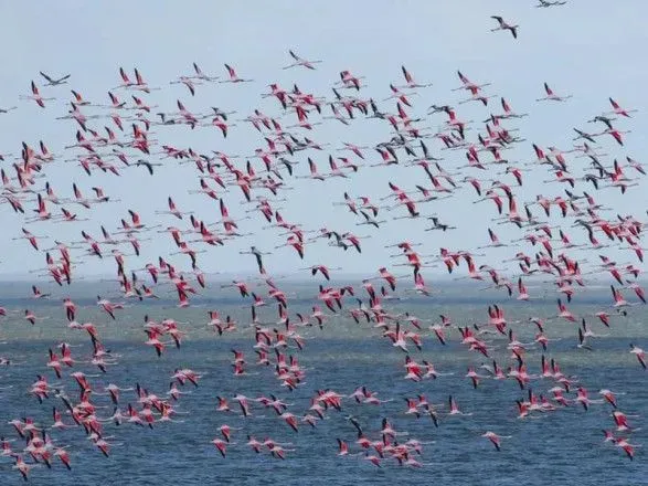 В Одесскую область прилетело рекордное количество розовых фламинго