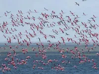 На Одещину прилетіла рекордна кількість рожевих фламінго