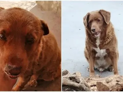 Умерла самая старая собака в мире: ей был 31 год