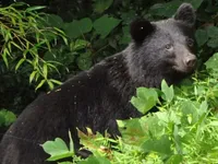 В Японии наблюдается беспрецедентный рост количества жертв нападения медведей