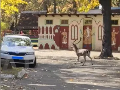 В Киеве целую ночь бродил лесной олень, ему помогли патрульные