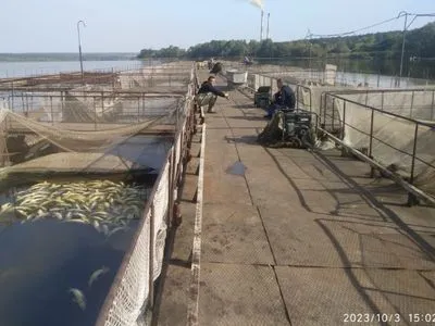 Кінці у воду: кому був вигідний масовий мор риби в одному з озер на Вінниччині