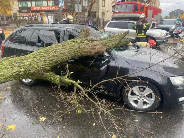 В Ирпене на автомобиль во время движения упало дерево