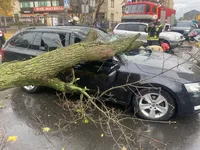 В Ірпені на автомобіль під час руху впало дерево