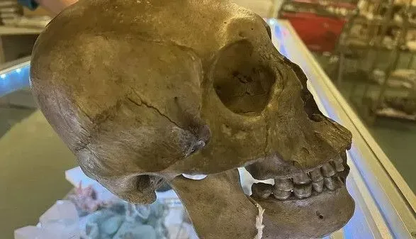 В США в отделе Хэллоуина благотворительного магазина нашли человеческий череп
