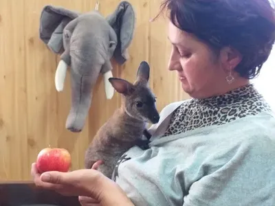 В Николаеве специалисты зоопарка искусственно вскармливают детеныша кенгуру