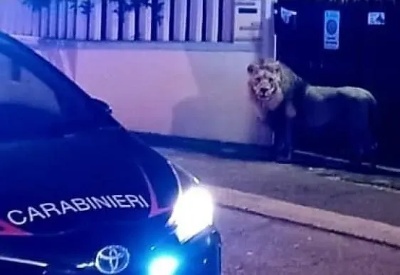 В Італії лев втік із цирку і 6 годин гуляв вулицями кварталу