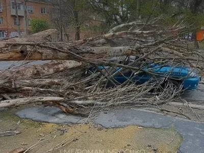 В Украине бушует непогода: в Херсоне и Одессе начался деревопад