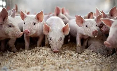 На Полтавщині спалах африканської чуми свиней: у трьох громадах оголосили карантин