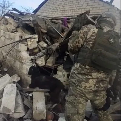 Law enforcers rescue a goat at the site of a Russian attack near the front line