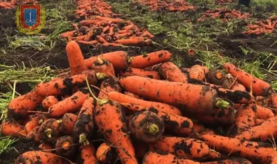 Кіпер заявив про завершення збору овочевих на Одещині: регіон забезпечений на 100%