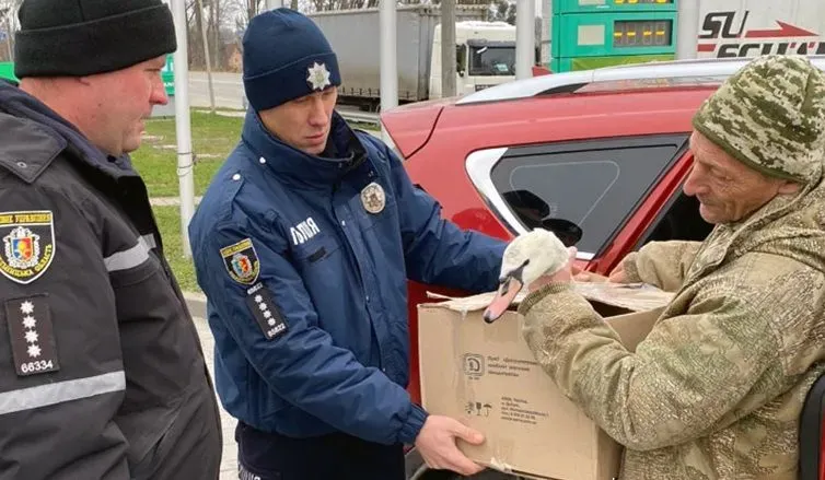 "Очень замерз и не мог взлететь": в Хмельницкой области спасли травмированного лебедя