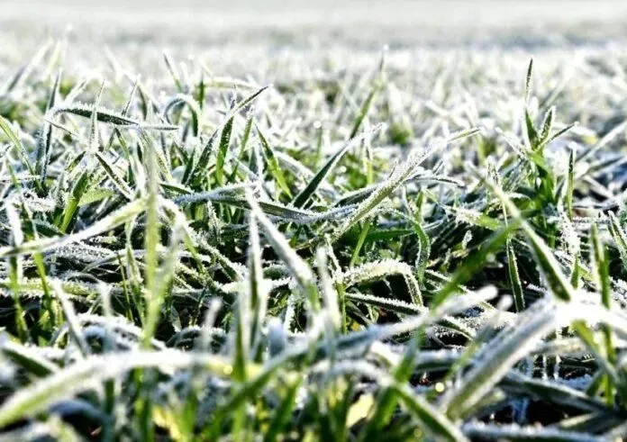 bad-weather-in-odesa-and-other-regions-will-have-a-positive-impact-on-winter-crops-in-ukraine
