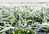 Bad weather in Odesa and other regions will have a positive impact on winter crops in Ukraine