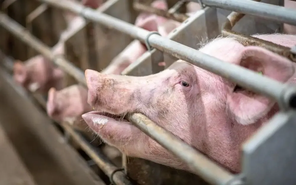 В Великобритании выявили первый случай заболевания человека штаммом гриппа, похожим на "свиной"