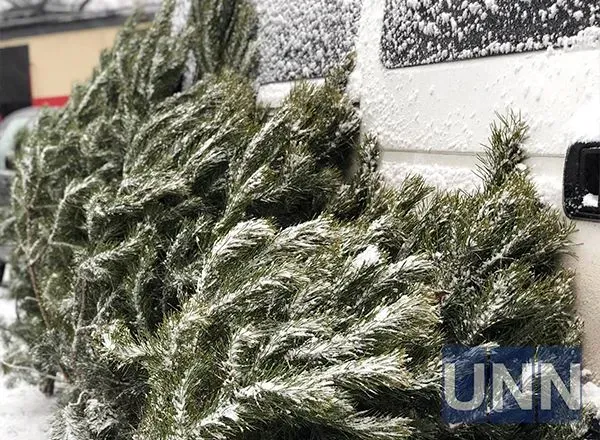 in-ukraine-the-sale-of-christmas-trees-has-started-what-is-the-cost-and-where-to-buy