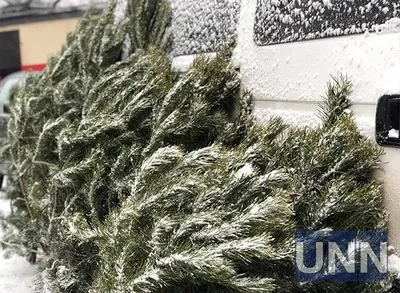 In Ukraine, the sale of Christmas trees has started: what is the cost and where to buy