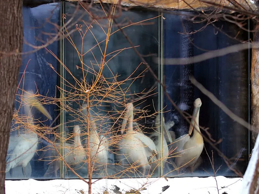 With a swimming pool and ultraviolet lamps: the Kyiv Zoo showed all-inclusive for pelicans in a warm winter house