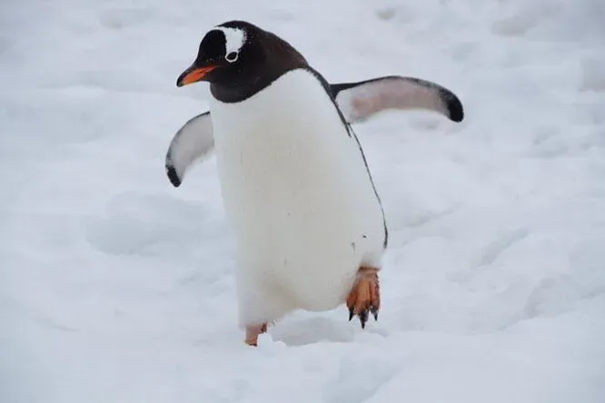 Ученые выяснили, что антарктические пингвины засыпают 10 тысяч раз в день