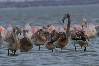 В лиман Шаганы в Одесской области прилетело около 900 фламинго