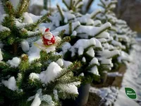 В Украине лесхозы продали уже более 11,8 тыс. новогодних елок