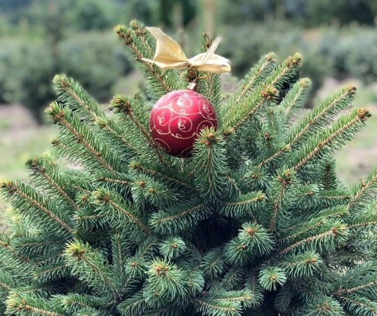 Before the holidays, Ukrainians were reminded of fines for illegal felling of Christmas trees: how much and why