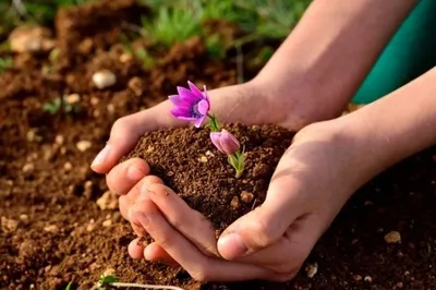 December 5: World Soil Day, International Volunteer Day for Economic and Social Development