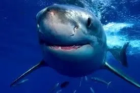 an-american-woman-dies-in-the-bahamas-as-a-result-of-a-shark-attack