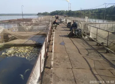   Fish deaths in Vinnytsia region: State Ecological Inspectorate finds no excess of pollutants in Ladyzhyn Reservoir