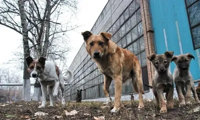 People are afraid to leave their homes: the situation with stray dogs in occupied Mariupol is catastrophic