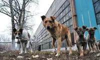 People are afraid to leave their homes: the situation with stray dogs in occupied Mariupol is catastrophic