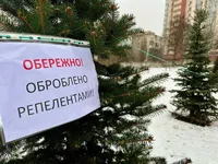 В столице обработали елки, чтобы защитить их от вандалов - КГГА