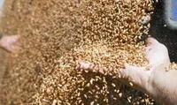Harvest 2023: Ukraine harvested almost 78 million tons of grains and oilseeds