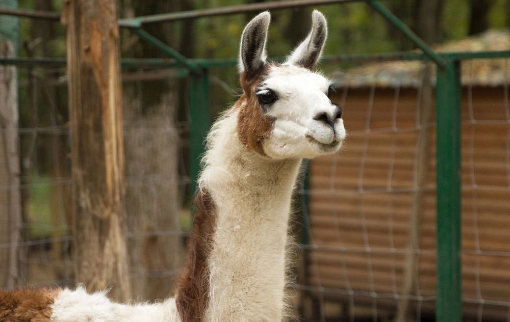 Llama Day, International Day of Veterinary Medicine. What else can be celebrated on December 9