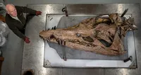 Fossilized skull of a giant sea monster from prehistoric times found in England