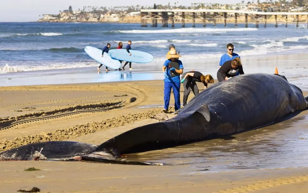 Dead fin whale washed up on the coast of San Diego