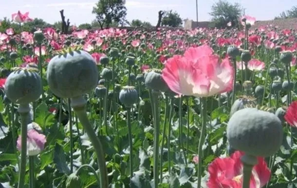 Myanmar overtakes Afghanistan as a leader in opium production