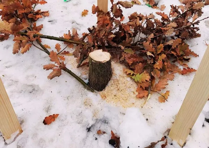 The oak tree planted in honor of Roman Ratushny did not stand for two days: in Kyiv, unknown persons cut down the oak tree