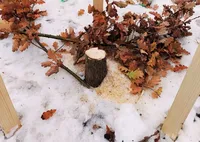 Не простоял и двух дней: в Киеве неизвестные срезали дуб, посаженный в честь Романа Ратушного