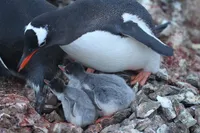 Возле антарктической станции вылупились первые птенцы субантарктических пингвинов