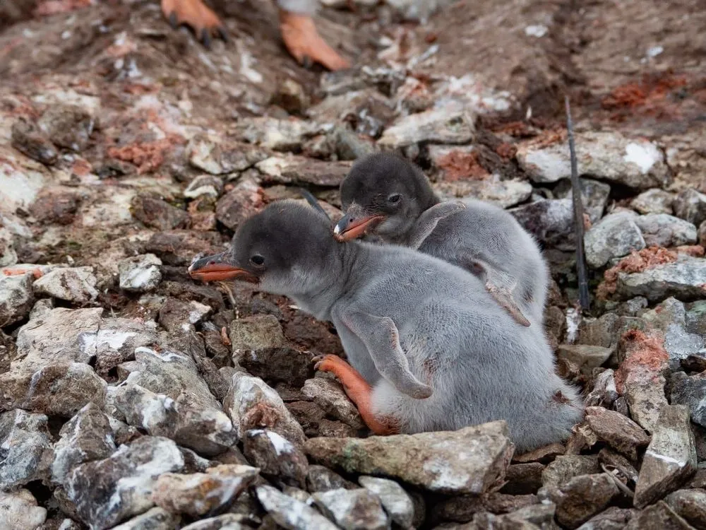 the-first-penguin-chicks-of-this-season-hatched-near-akademik-vernadsky-station