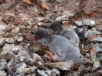 The first penguin chicks of this season hatched near Akademik Vernadsky station