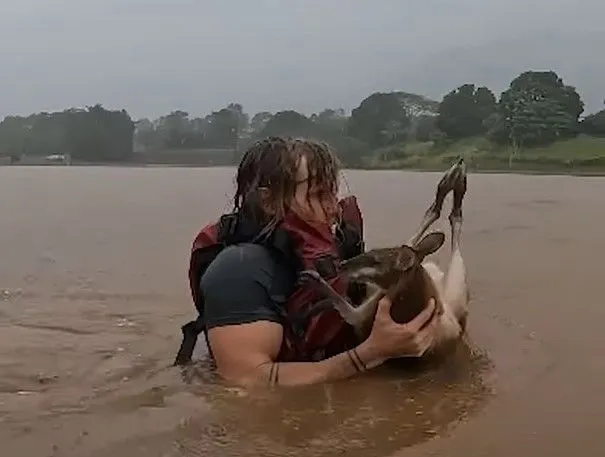 in-australia-people-in-kayaks-rescue-kangaroos-after-flood-video