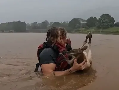 В Австралии люди на байдарках спасают кенгуру после наводнения: видео