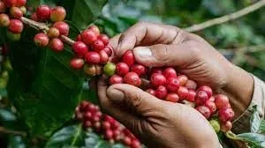 Африканские фермеры теряют заказы на кофе в связи с новым европейским законом о защите лесов