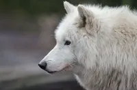 В ЕС сделали первый шаг к разрешению охоты на волков