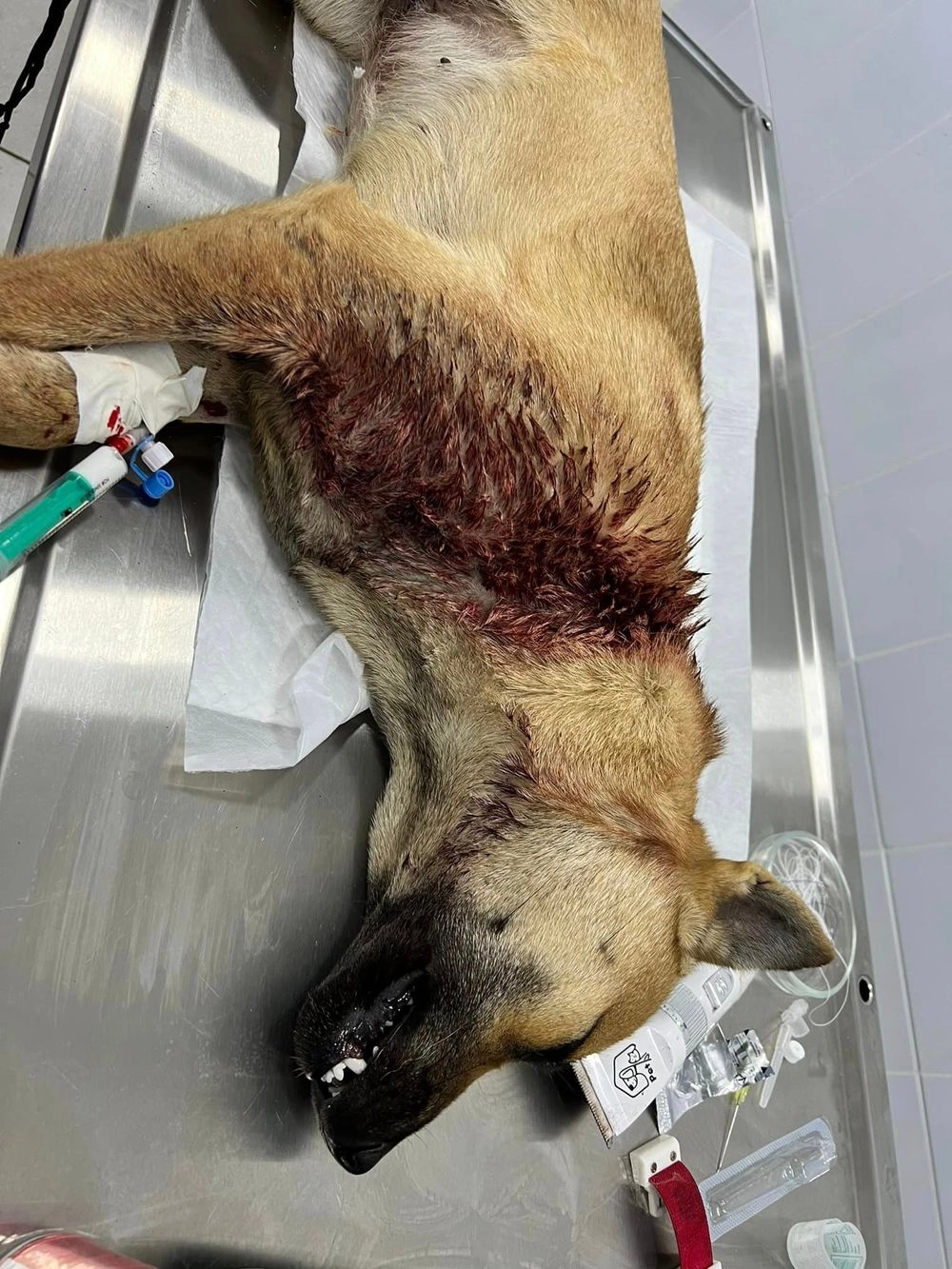В Новой Одессе женщина пыталась отрезать голову живой собаке: пса спасли, живодеркой занимается полиция
