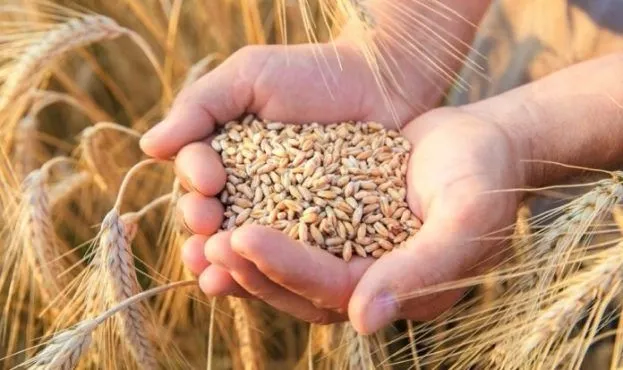   It will become difficult to export "black grain": Odesa region's experience is to be extended by law to the whole of Ukraine