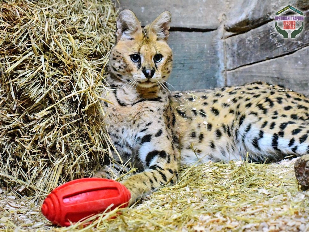 Врятовані тварини з Донеччини знайшли притулок у Київському зоопарку